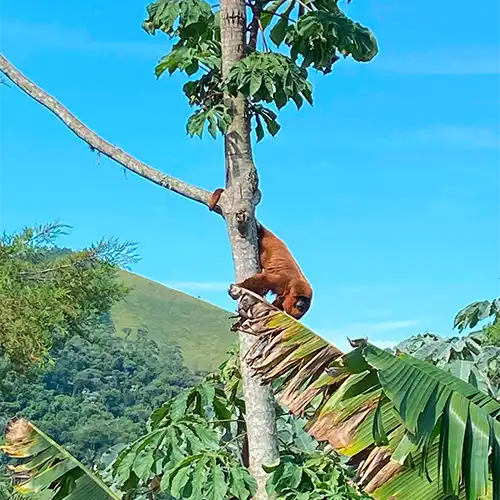 Contato com a Fauna em São Paulo